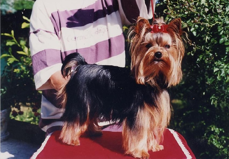 Isatys du Clos De Mahaut